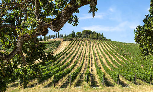 Frescobaldi - Tenuta Calimaia